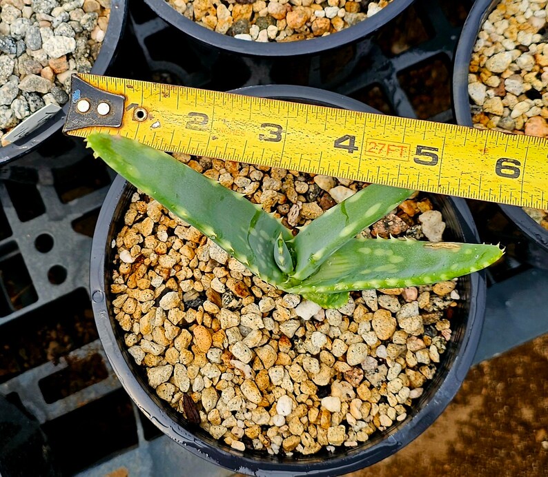 Seed grown 1g Aloe Esculenta, a rarely seen aloe of Angola. Gorgeous bloomers, stunning foliage, must have aloe for the collector. Top shelf image 8