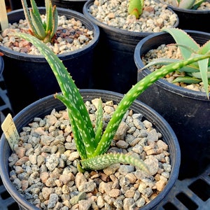 1g Aloe Trichosantha subsp. Longiflora.This aloe gets large,and the subspecies longiflora gets longer reddish wooly covered blooms.Top shelf image 4