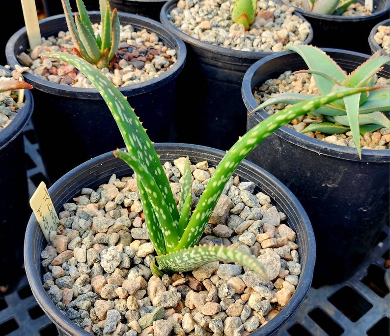 1g Aloe Trichosantha subsp. Longiflora.This aloe gets large,and the subspecies longiflora gets longer reddish wooly covered blooms.Top shelf image 4