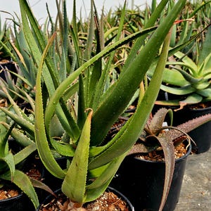 aloe vera for lubricant Aloe Vera Natural Lubricant