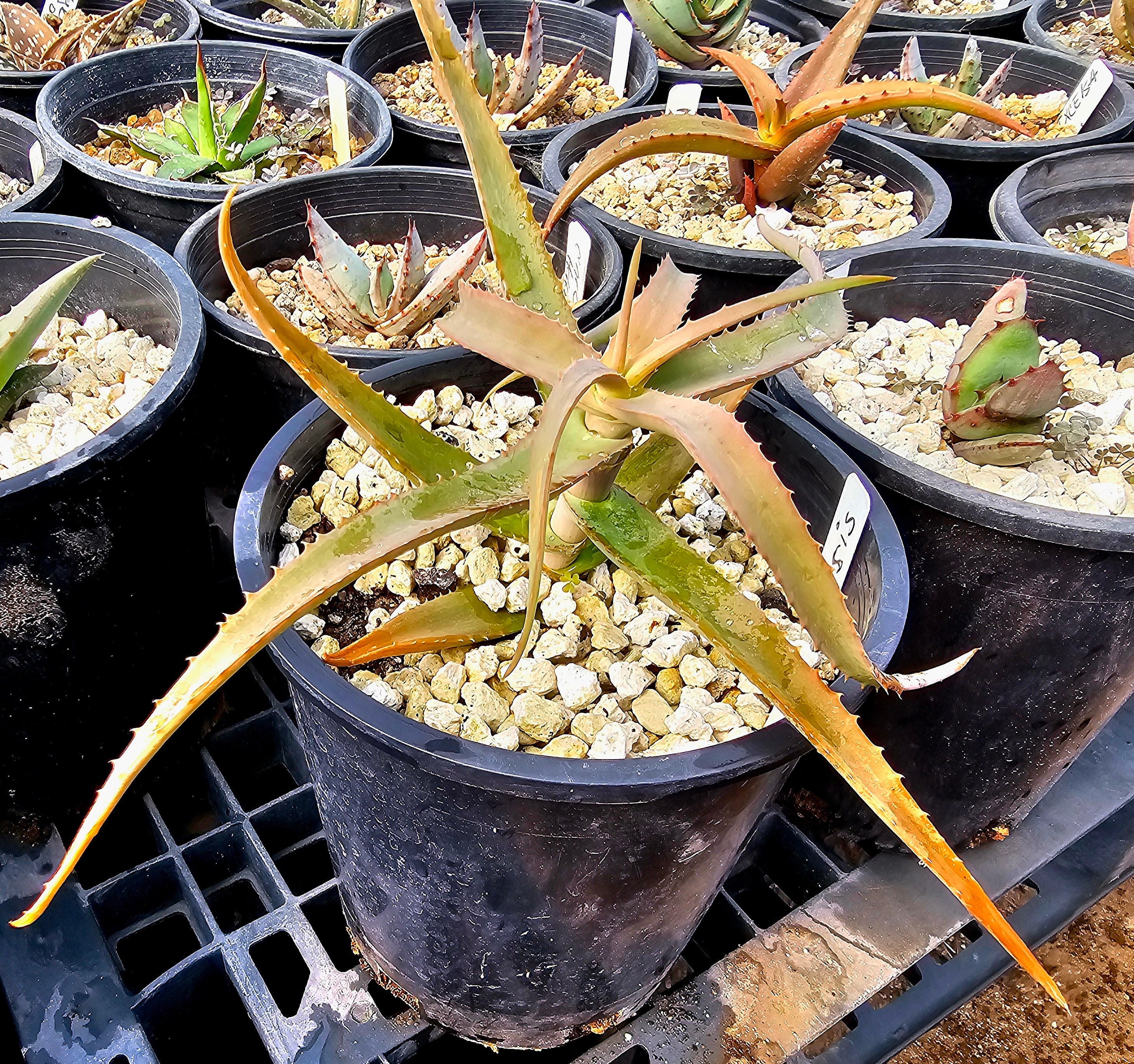 1g Rare Aloe Kulalensis: Collector's Mount Kulal Aloe - Etsy