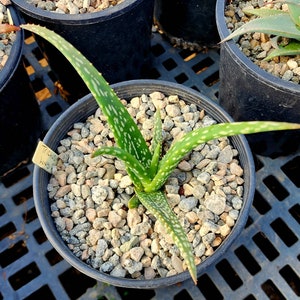 1g Aloe Trichosantha subsp. Longiflora.This aloe gets large,and the subspecies longiflora gets longer reddish wooly covered blooms.Top shelf image 3