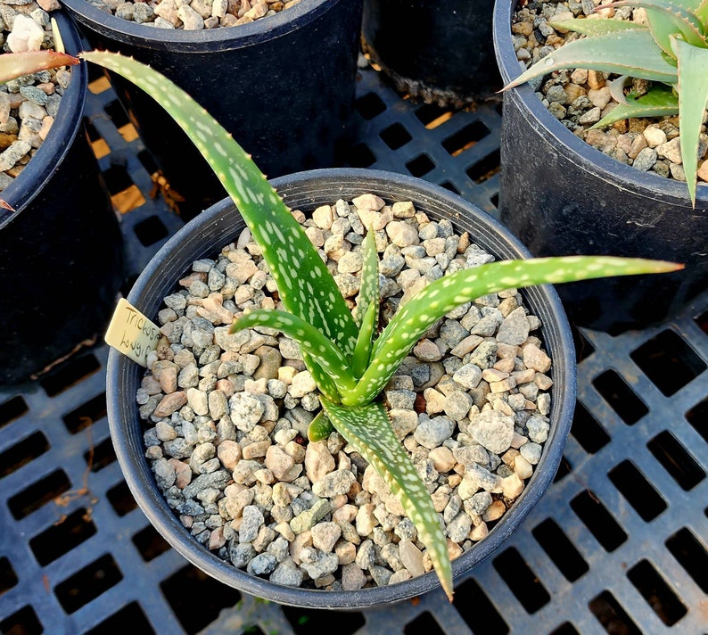 1g Aloe Trichosantha subsp. Longiflora.This aloe gets large,and the subspecies longiflora gets longer reddish wooly covered blooms.Top shelf image 3