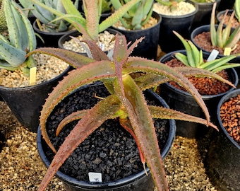 RARE Crimson Dragon Aloe Plant - Etsy