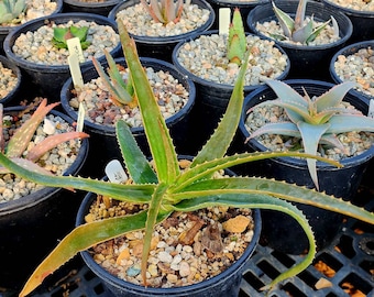 種100粒 ペアルソニー Aloe pearsonii Aloe pearsonii – Buy seeds at rarepalmseeds.com