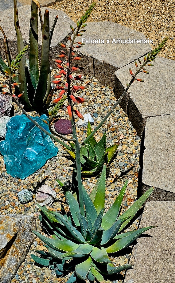 1g Aloe Falcata X Amudatensis Hybrid: Cold Hardy, Pest Resistant - Etsy