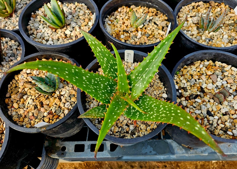 Rare 1g Aloe Turkanensis hybrid. Gorgeous foliage with stunning red teeth and the foliage even redden with stress.Excellent top shelf hybrid Bild 6