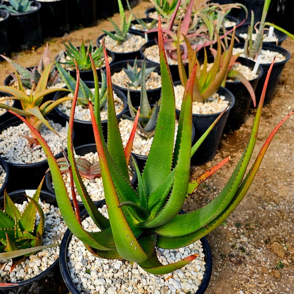 3g Seed grown Aloe Cryptopoda. Top shelf, gorgeous bloomers, closely related to lutescens.Cold hardy must have for the collector