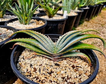 Rarely found seed grown 2g Aloe suprafoliata,Incredible colors,they make unique container aloes or inground. Gorgeous bloomers, top shelf.