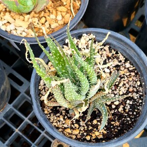 1g Aloe Humilis cluster. These are purebred humilis. Highly sought after aloe. image 2