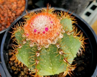 Seed grown Lg. 1g Melocactus matanzanus. Stunning cephalium cap forming. Top shelf quality,  cold hardy to about 32 degrees Fahrenheit.