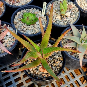 1g Aloe Rupestris. These are tree aloes from South Africa. These get beautiful bottlebrush blooms. Very cold hardy,tested to 27 at CR image 4