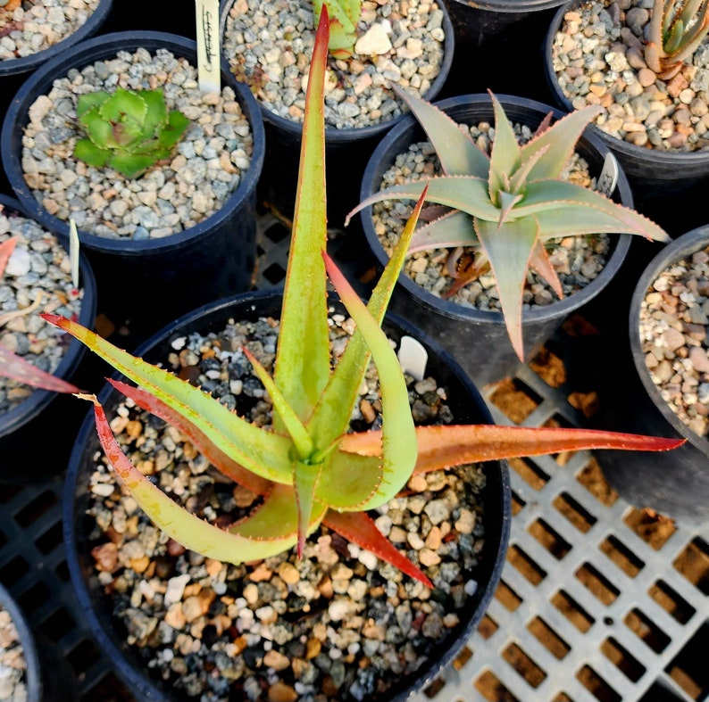 2g Aloe Alooides hybrid. Top shelf, seed grown at Circadian Rhythm. This should be interesting plants as they muture. Flower is unknown image 6