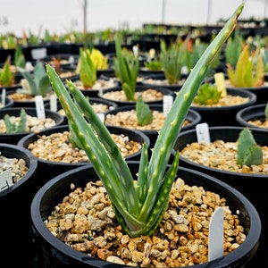 Seed grown 1g Aloe Esculenta, a rarely seen aloe of Angola. Gorgeous bloomers, stunning foliage, must have aloe for the collector. Top shelf image 3