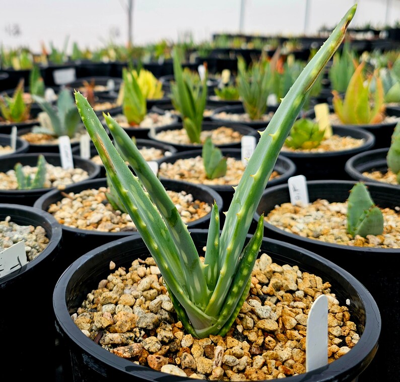 Seed grown 1g Aloe Esculenta, a rarely seen aloe of Angola. Gorgeous bloomers, stunning foliage, must have aloe for the collector. Top shelf image 3