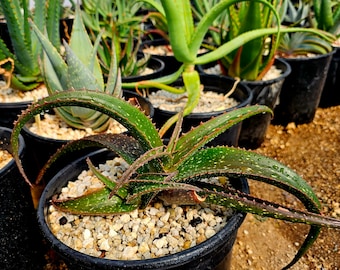 2g Aloe Labworana x Aloe Fleurentiniorum.Extremely unique combination with beautiful foliage color and spotting.Only one available.Top Shelf