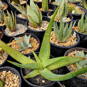 May include: A collection of potted succulents and cacti, including aloe vera plants with long, green leaves and spiky edges. The plants are in black plastic pots filled with soil and small pebbles. The image is taken from a slightly elevated angle.