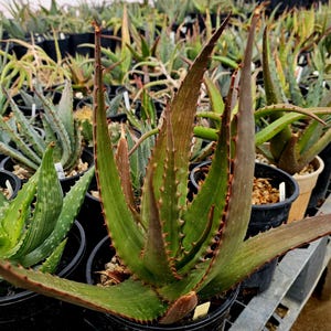 1g Aloe Butiabana: Ugandan Native, Seed Grown