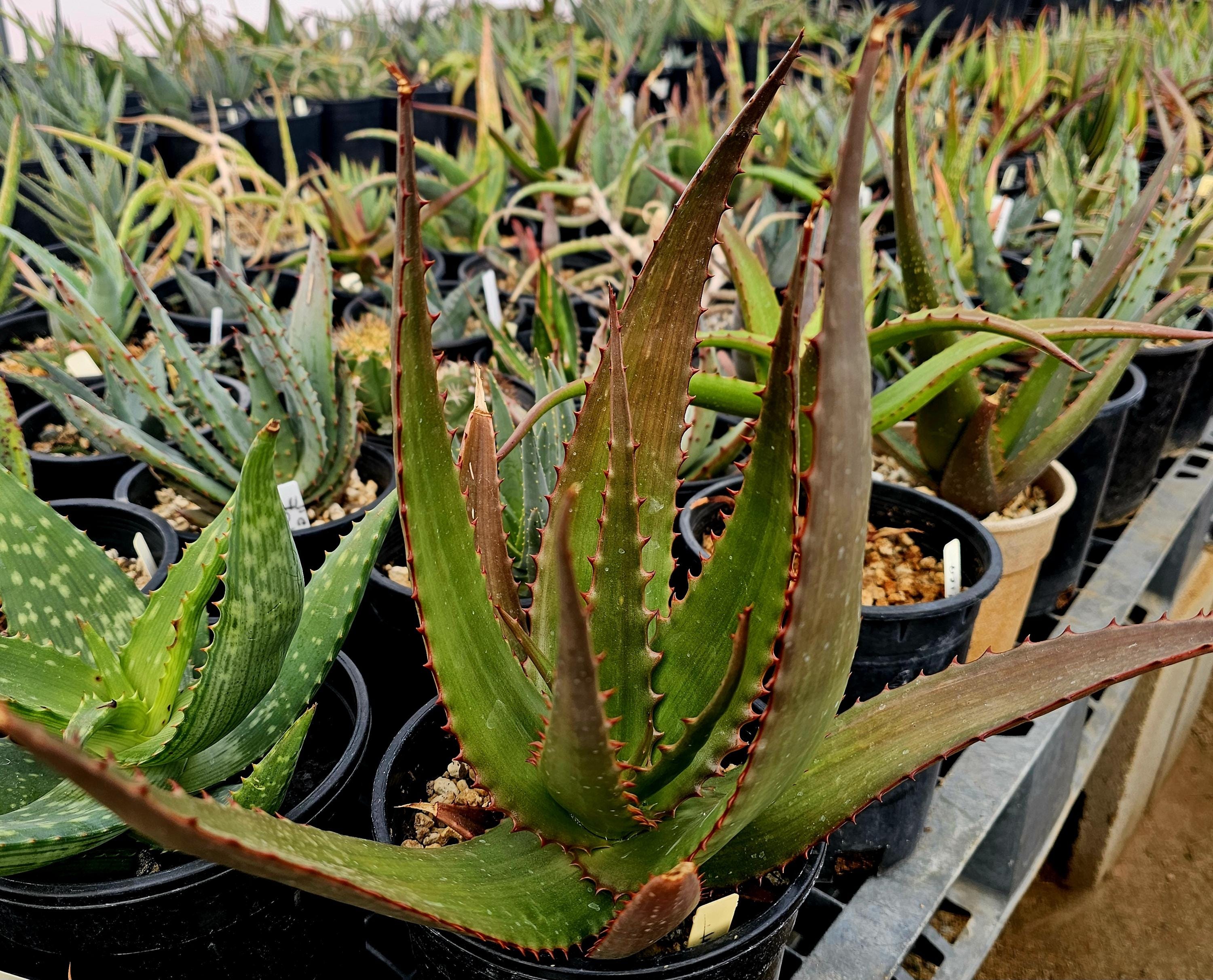 き*こ様 Aloe wanalensis Uganda Large 1g Aloe Butiabana: Ugandan Native, Seed Grown - Etsy 日本