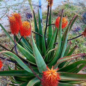 1g Aloe Rupestris. These are tree aloes from South Africa. These get beautiful bottlebrush blooms. Very cold hardy,tested to 27 at CR image 2