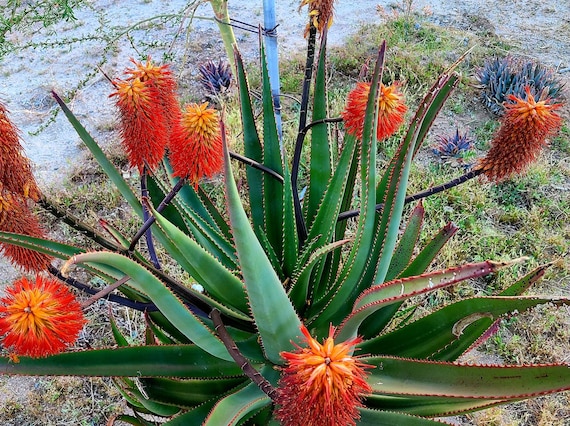 aloe vera online bestellen Buy Aloe Vera Plants Online | Healing Plant main image 0