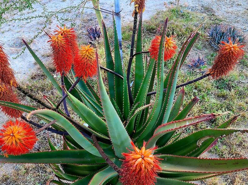 1g Aloe Rupestris. These are tree aloes from South Africa. These get beautiful bottlebrush blooms. Very cold hardy,tested to 27 at CR image 2