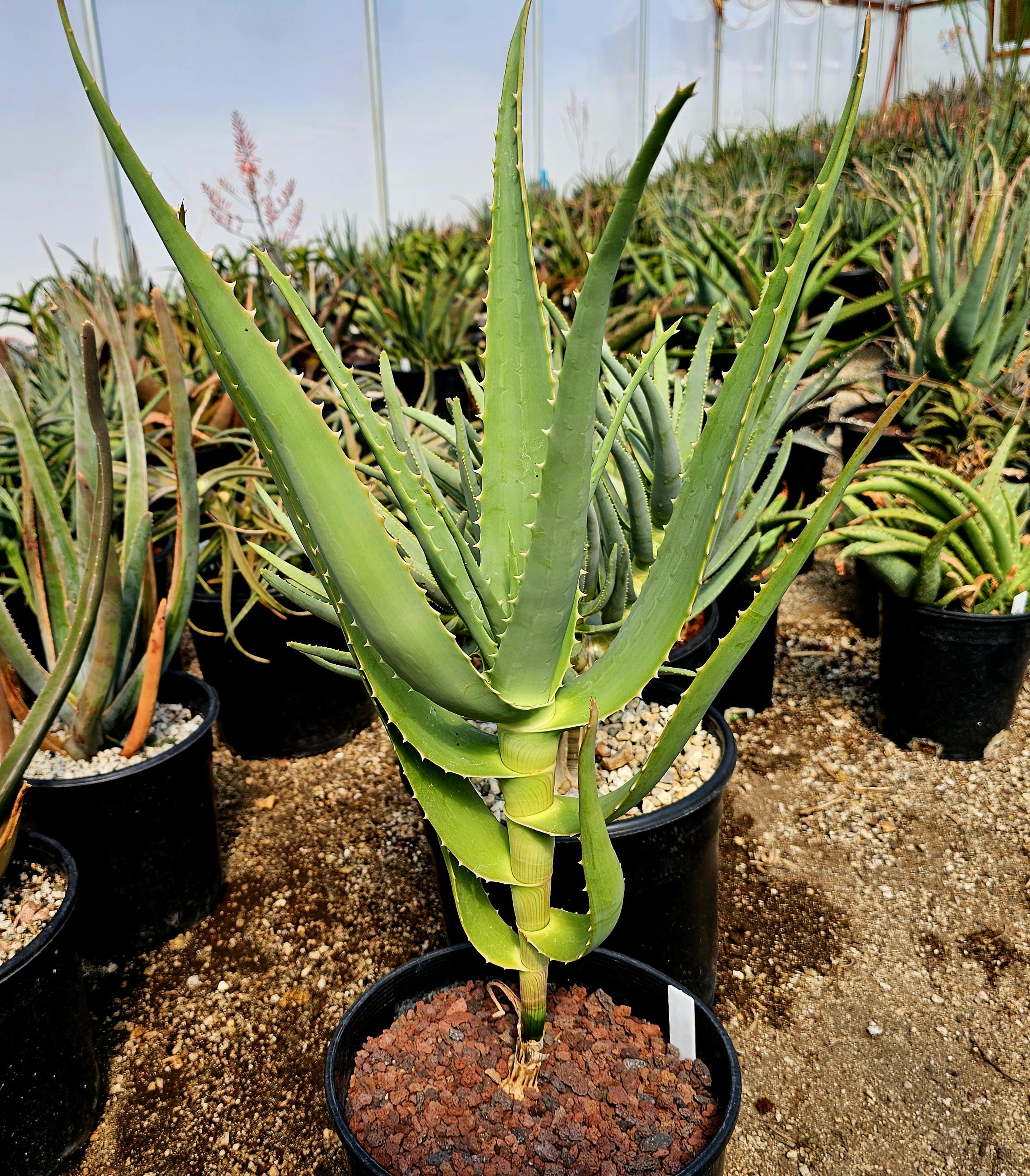 Aloe saudiarabica 子苗 3g Aloe Sabaea X Africana Hybrid - Unique Tree Aloe - Etsy