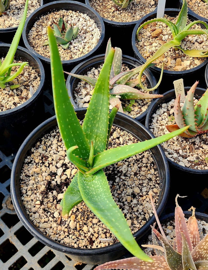 Gorgeous 2g Aloe Buhrii hybrid, incredible foliage. Top shelf, seed grown by Circadian Rhythm. Expected to be awesome bloomers. image 2