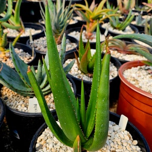 Seed grown 2g Aloe barbara-jeppeae. Related in the spicata complex with tauri and vryheidensis. Rarely seen in cultivation. Top shelf