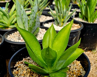 2g Agave Mitis, seed grown. These agaves occur on limestone outcrops in the regions of Hidalgo, San Luis Potosí, Tamaulipas, and Nuevo León.