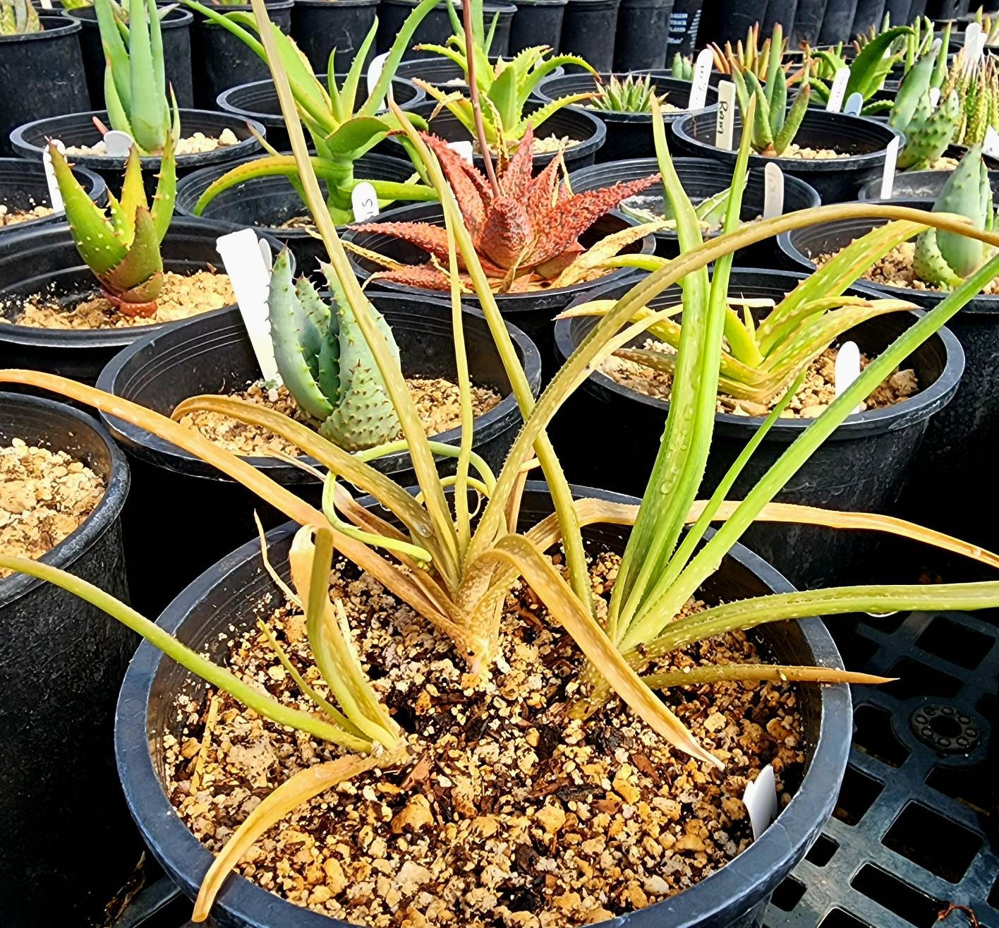 aloe vera pur gegen falten Curaloe Anti-Falten-Aloe-Vera-Creme | 75 % Aloe
