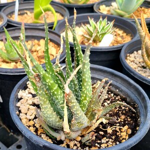 1g Aloe Humilis cluster. These are purebred humilis. Highly sought after aloe. image 5