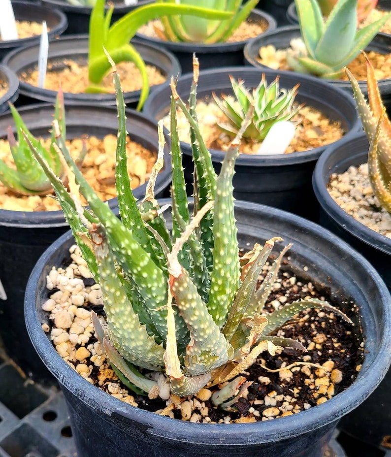 1g Aloe Humilis cluster. These are purebred humilis. Highly sought after aloe. image 5