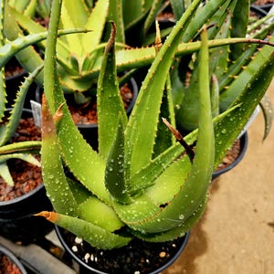 Seed grown Lg. 1g Aloe barbara-jeppeae. Related in the spicata complex with tauri and vryheidensis. Rarely seen in cultivation. Top shelf