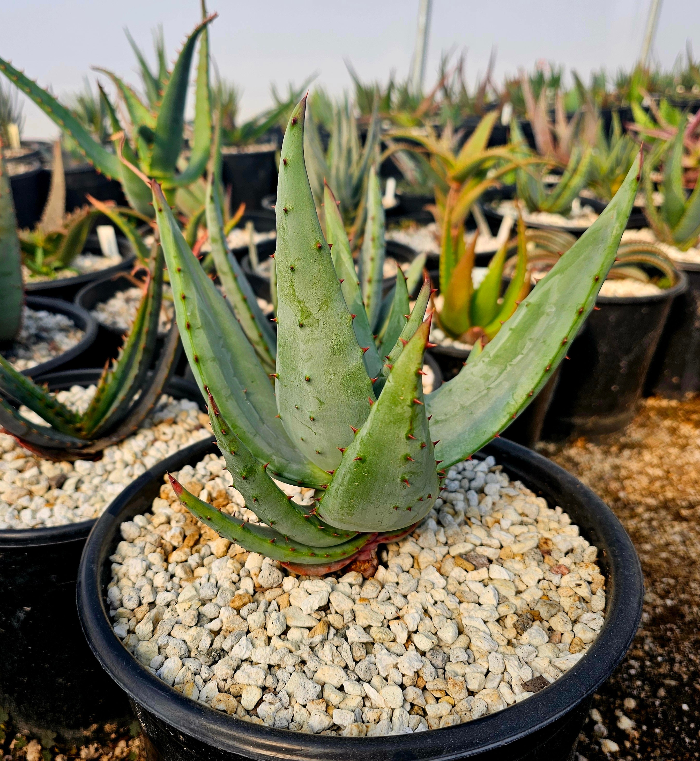 Aloe saudiarabica 子苗 3g Aloe Ferox: South African Seed Grown Tree Aloe - Etsy