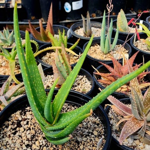 Gorgeous 2g Aloe Buhrii hybrid, incredible foliage. Top shelf, seed grown by Circadian Rhythm. Expected to be awesome bloomers. image 3