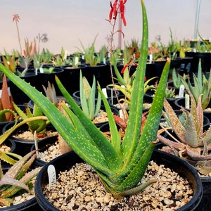 Gorgeous 2g Aloe Buhrii hybrid, incredible foliage. Top shelf, seed grown by Circadian Rhythm. Expected to be awesome bloomers. image 5