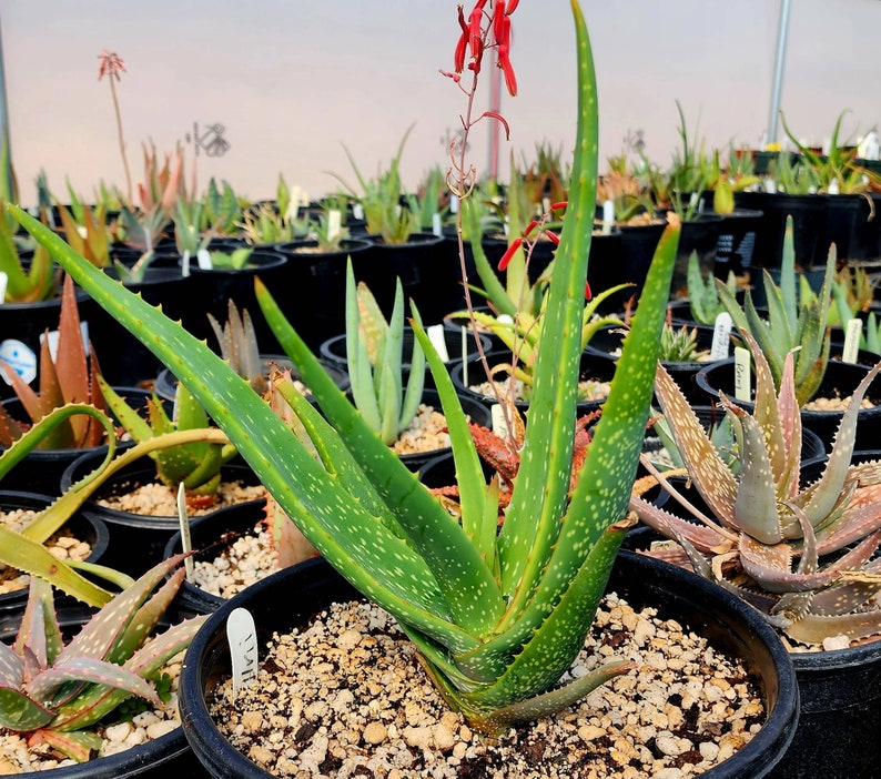 Gorgeous 2g Aloe Buhrii hybrid, incredible foliage. Top shelf, seed grown by Circadian Rhythm. Expected to be awesome bloomers. image 5