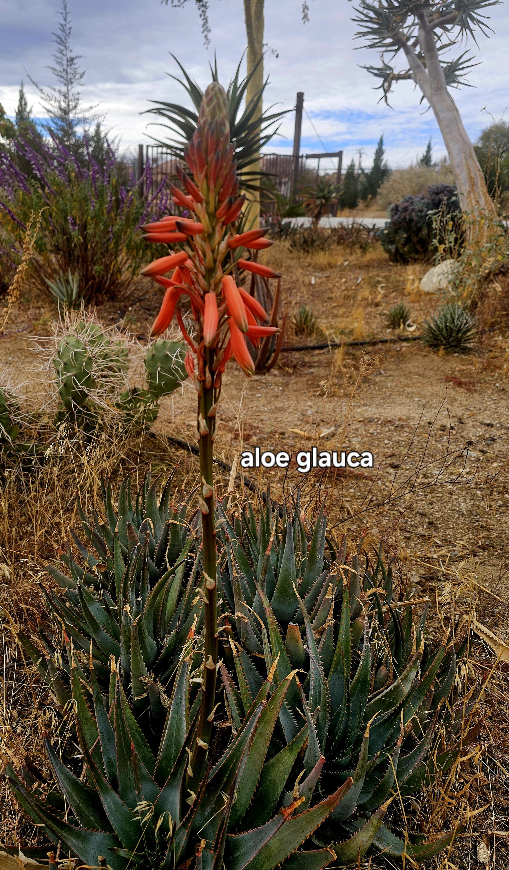 aloe vera akne narben Akne & Beruhigung
