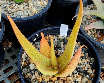 Gorgeous 1g Aloe Buhrii hybrid, incredible foliage, they pup! Top shelf, seed grown by Circadian Rhythm. Expected to be awesome bloomers.