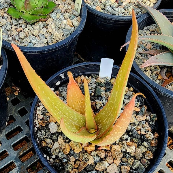 Gorgeous 1g Aloe Buhrii hybrid, incredible foliage, they pup! Top shelf, seed grown by Circadian Rhythm. Expected to be awesome bloomers.