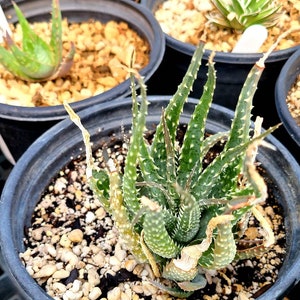 1g Aloe Humilis cluster. These are purebred humilis. Highly sought after aloe. image 4