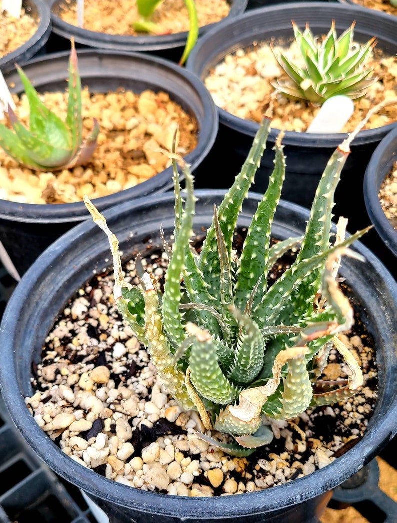 1g Aloe Humilis cluster. These are purebred humilis. Highly sought after aloe. image 4