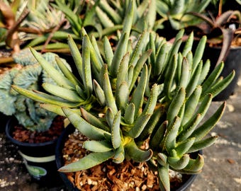 2g Dichotoma x Maiden's Quiver Tree Aloe Hybrid, 10 Heads, South Africa seed stock