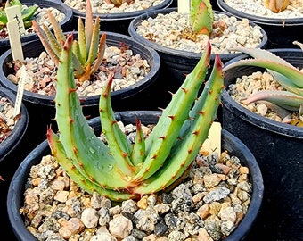 1g Aloe Ferox, single stem tree aloe from South Africa. These are seed grown tree aloes from South Africa seed stock.Top Shelf