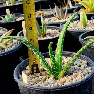 1g Aloe Trichosantha subsp. Longiflora.This aloe gets large,and the subspecies longiflora gets longer reddish wooly covered blooms.Top shelf image 8