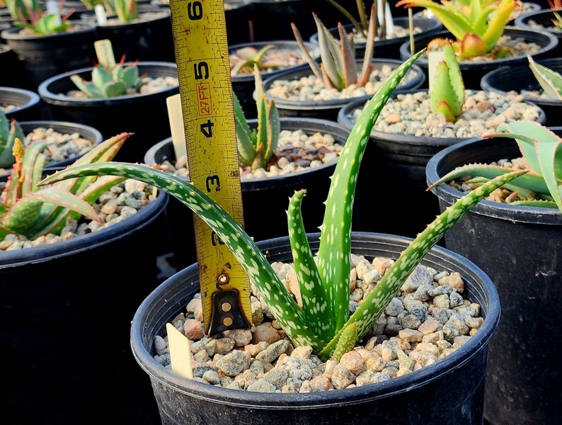 1g Aloe Trichosantha subsp. Longiflora.This aloe gets large,and the subspecies longiflora gets longer reddish wooly covered blooms.Top shelf image 8