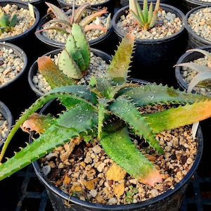 2g Aloe Verdoorniae, these are bushveld aloes from South Africa,Great bloomers, very cold hardy. Full sun or part shade.