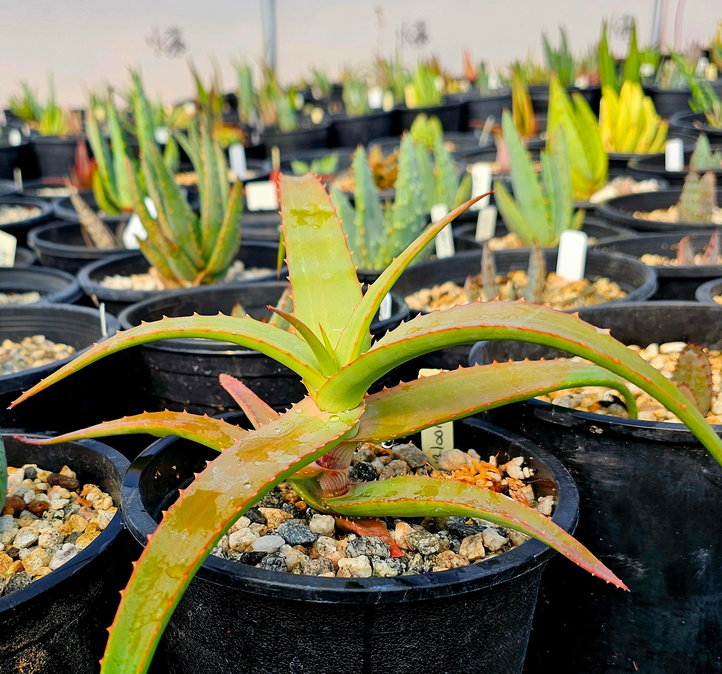 Aloe Alooides Hybrid: Seed Grown, Top Shelf 1g Plant - Etsy.de