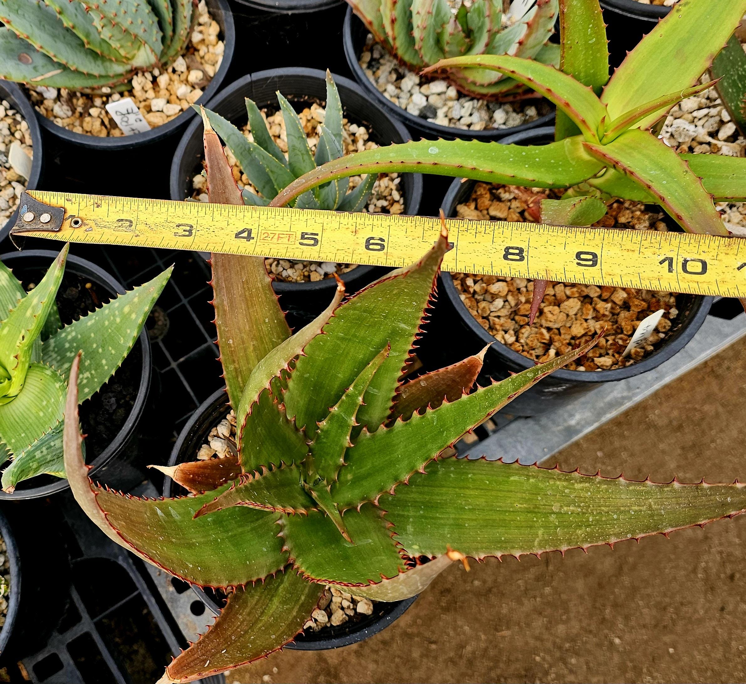 Large 1g Aloe Butiabana: Ugandan Native, Seed Grown - Etsy 日本